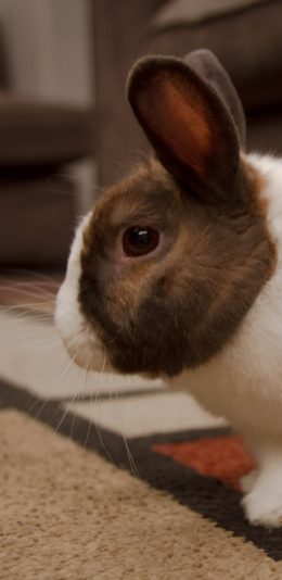 [2436x1125]兔子 皮毛 宠物 可爱 苹果手机壁纸图片