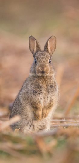[2436x1125]兔子 皮毛 野兔 灰 苹果手机壁纸图片