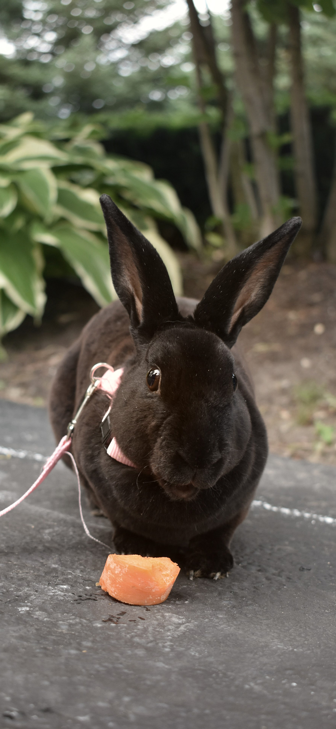 [2436×1125]兔子 肥胖 宠物 黑兔 苹果手机壁纸图片