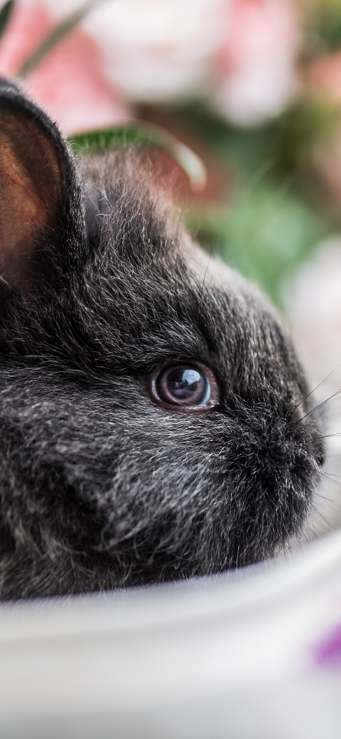 [2436×1125]兔子 花草 动物 皮毛 苹果手机壁纸图片