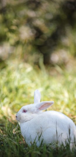 [2436x1125]兔子 草地 白兔 牲畜 苹果手机壁纸图片