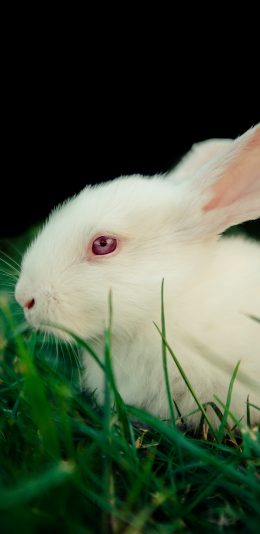[2436x1125]兔子 草地 白兔 饲养 苹果手机壁纸图片