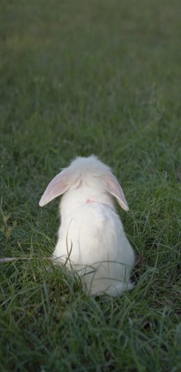 [2436x1125]兔子 草地 草坪 宠物 背影 苹果手机壁纸图片