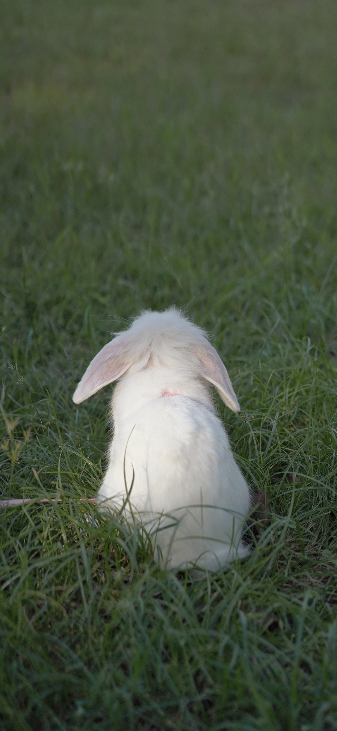 [2436×1125]兔子 草地 草坪 宠物 背影 苹果手机壁纸图片