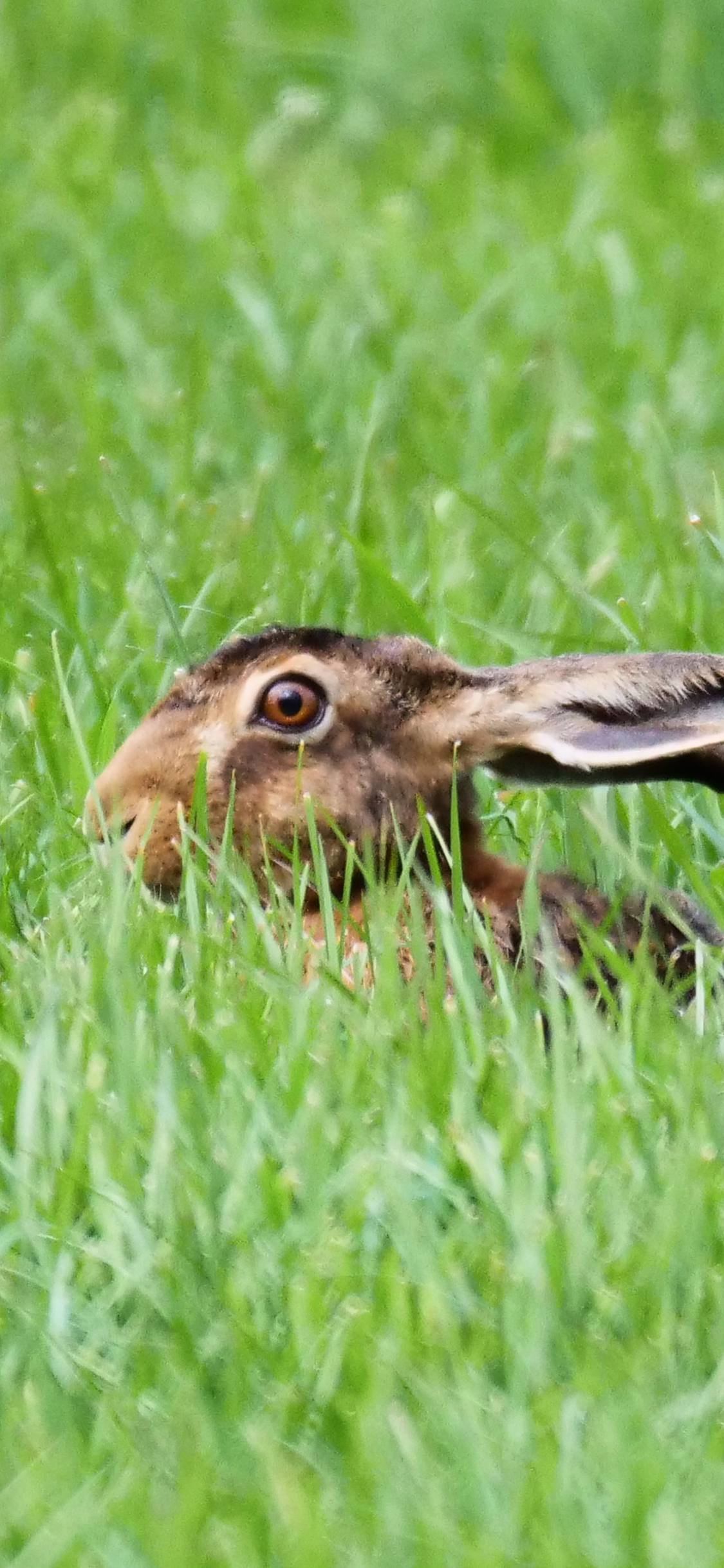 [2436×1125]兔子 草地 野兔 牲畜 苹果手机壁纸图片
