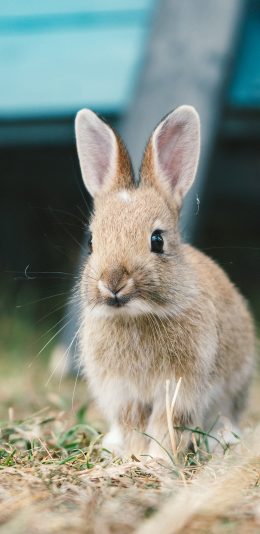 [2436x1125]兔子 草地 长耳 皮毛 苹果手机壁纸图片