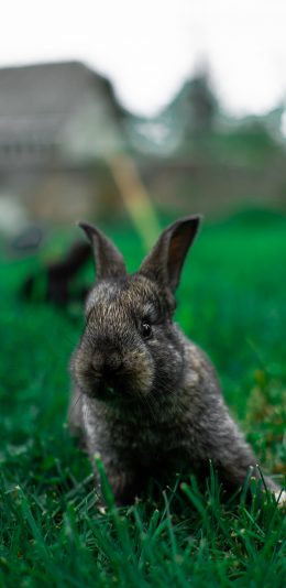 [2436x1125]兔子 草地 饲养 黑兔 苹果手机壁纸图片
