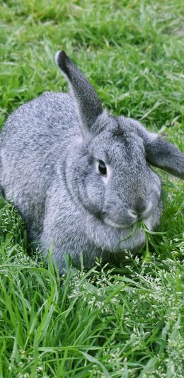 [2436x1125]兔子 草坪 可爱 宠物 灰兔 苹果手机壁纸图片