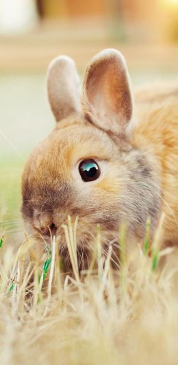 [2436x1125]兔子 草坪 宠物 可爱 苹果手机壁纸图片