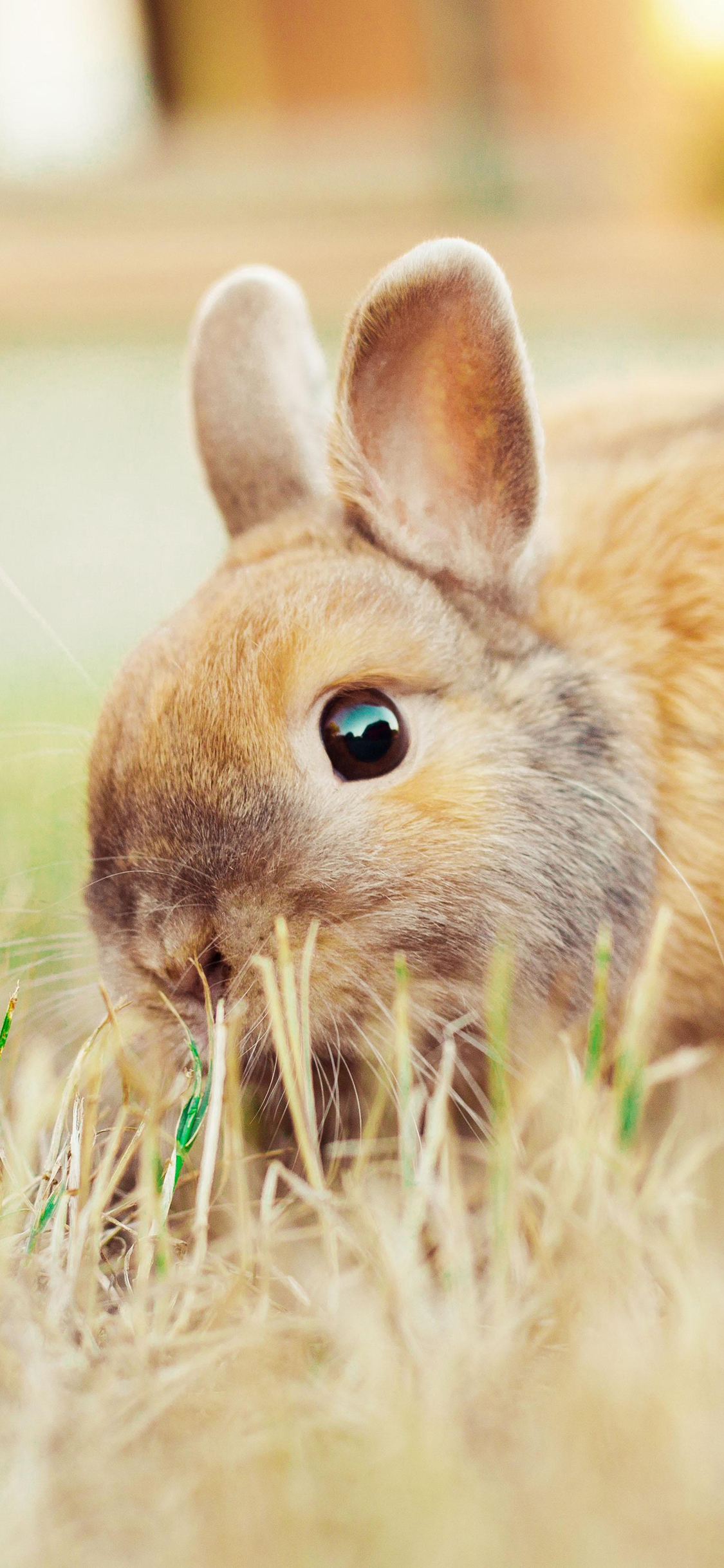 [2436×1125]兔子 草坪 宠物 可爱 苹果手机壁纸图片
