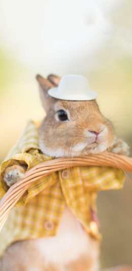 [2436x1125]兔子 萌 可爱 宠物 苹果手机壁纸图片