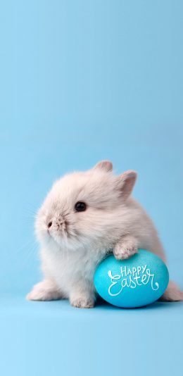 [2436x1125]兔子 萌 可爱 宠物 蓝色 苹果手机壁纸图片