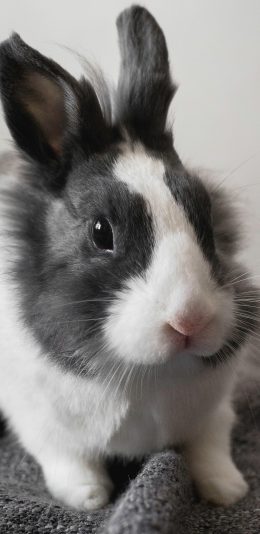 [2436x1125]兔子 萌 宠物 可爱 毛茸茸 苹果手机壁纸图片