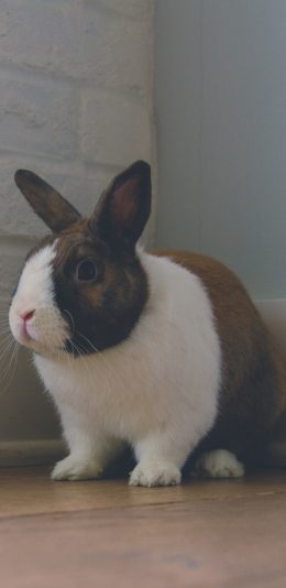 [2436x1125]兔子 萌 宠物 毛茸茸 可爱 苹果手机壁纸图片