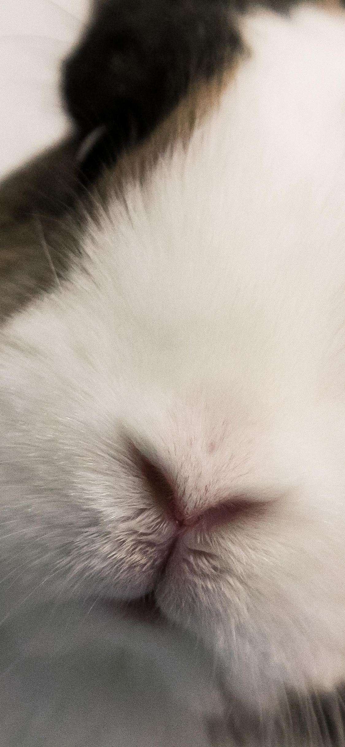 [2436×1125]兔子 萌 毛发 宠物 特写 苹果手机壁纸图片