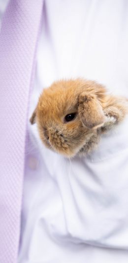 [2436x1125]兔子 衬衫 可爱 宠物 苹果手机壁纸图片