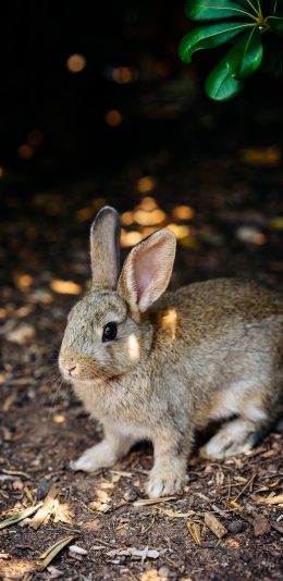 [2436x1125]兔子 野兔 土地 树叶 苹果手机壁纸图片