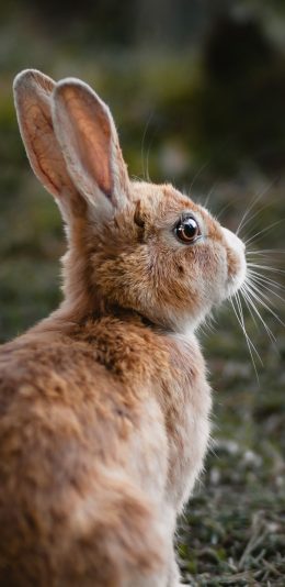 [2436x1125]兔子 野兔 皮毛 牲畜 苹果手机壁纸图片