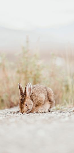 [2436x1125]兔子 野兔 觅食 耳朵 苹果手机壁纸图片