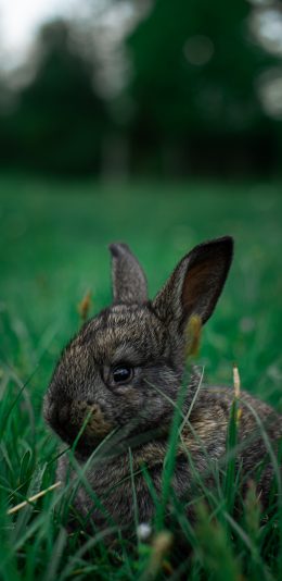 [2436x1125]兔子 野兔 饲养 草地 苹果手机壁纸图片