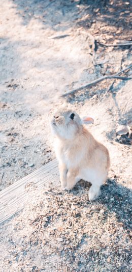 [2436x1125]兔子 野外 皮毛 野兔 苹果手机壁纸图片
