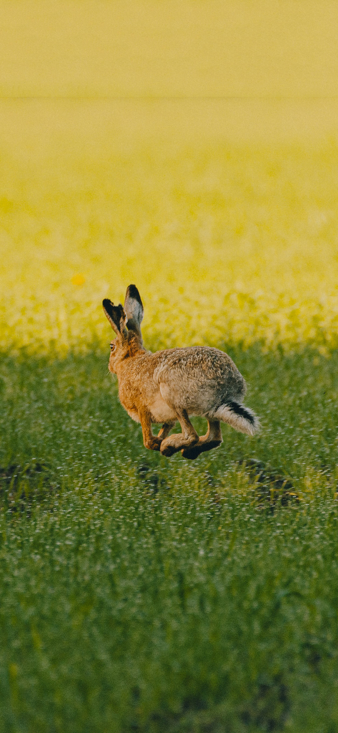 [2436×1125]兔子 野生 跳跃 草丛 苹果手机壁纸图片