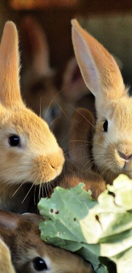 [2436x1125]兔子 长耳兔 养殖 皮毛 苹果手机壁纸图片