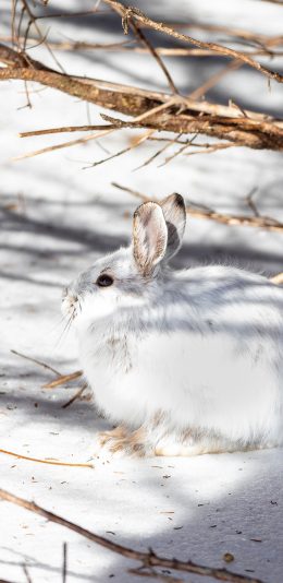 [2436x1125]兔子 雪地 光影 野兔 苹果手机壁纸图片