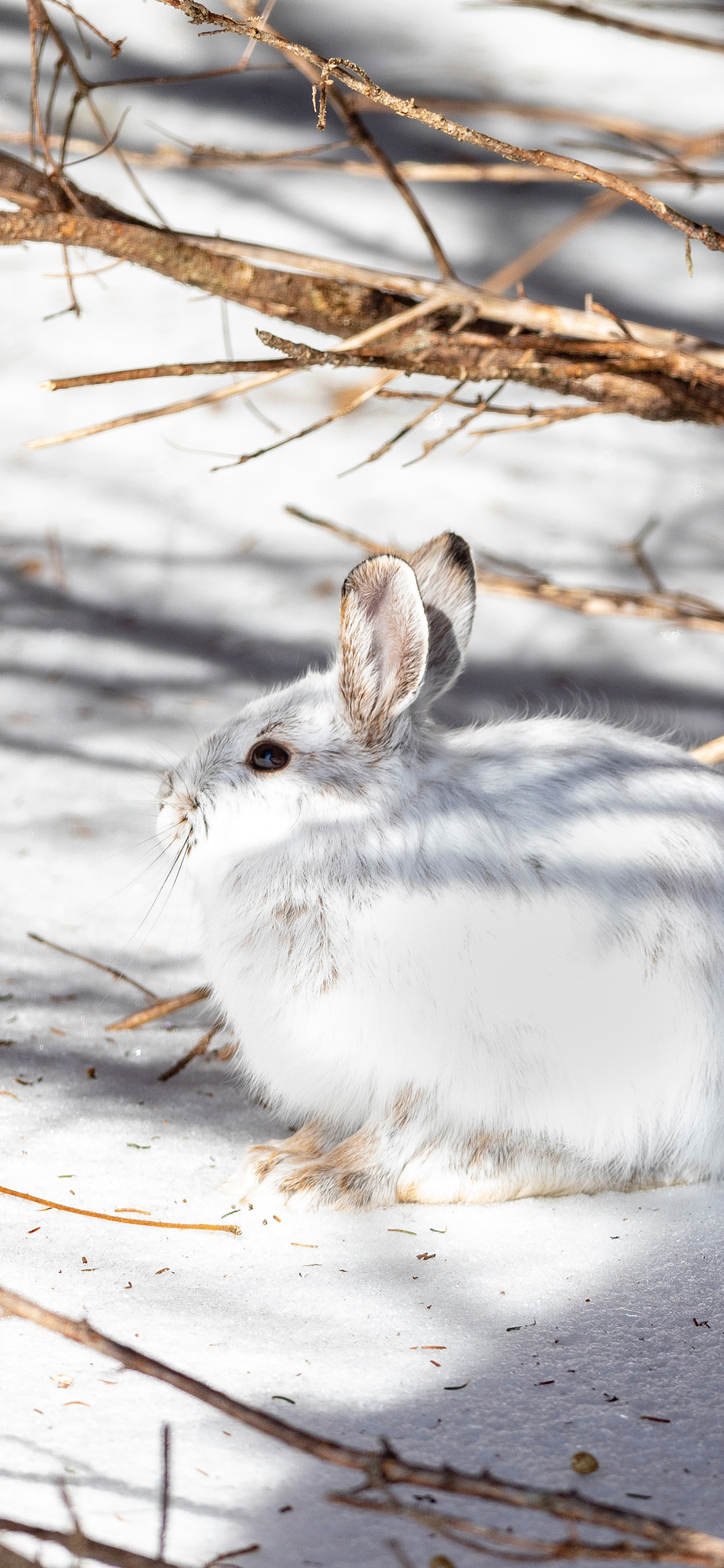 [2436×1125]兔子 雪地 光影 野兔 苹果手机壁纸图片