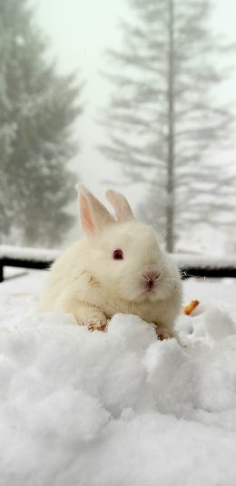 [2436x1125]兔子 雪地 白色 可爱 萌 宠物 苹果手机壁纸图片
