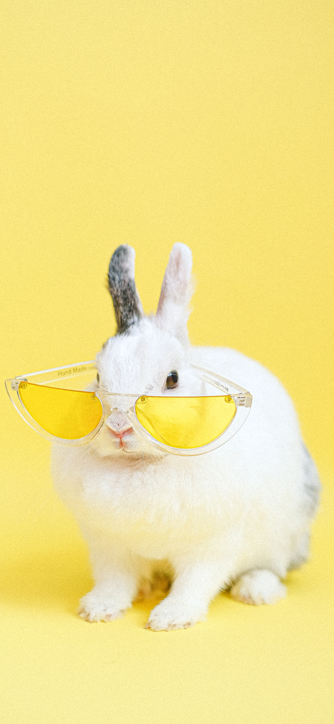 [2436×1125]兔子 黄色 宠物 墨镜 苹果手机壁纸图片