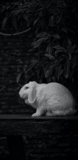 [2436x1125]兔子 黑白照 宠物 毛茸茸 苹果手机壁纸图片