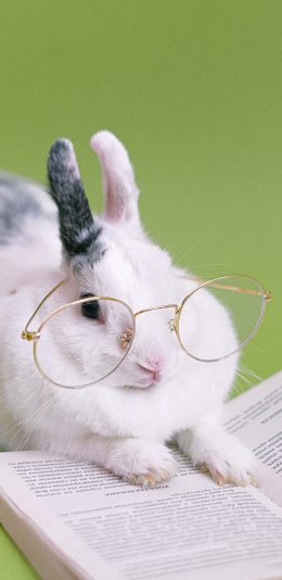[2436x1125]兔子绿色 书本 宠物 眼镜 苹果手机壁纸图片