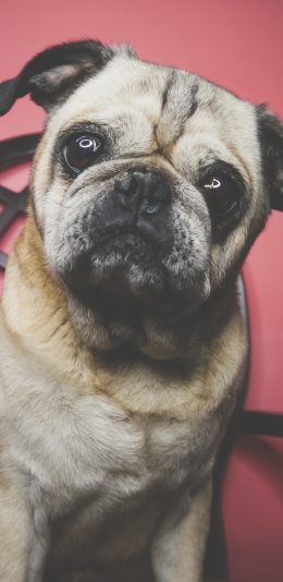 [2436x1125]八哥犬 狗 汪星人 可爱 萌 宠物 苹果手机壁纸图片