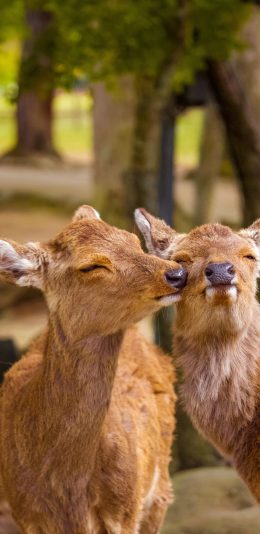 [2436x1125]公园 小鹿 可爱 亲亲 苹果手机壁纸图片