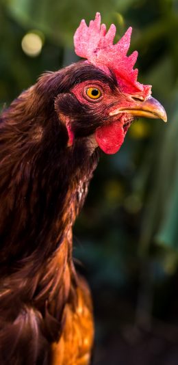 [2436x1125]公鸡 禽类 皮毛 鸡冠 苹果手机壁纸图片
