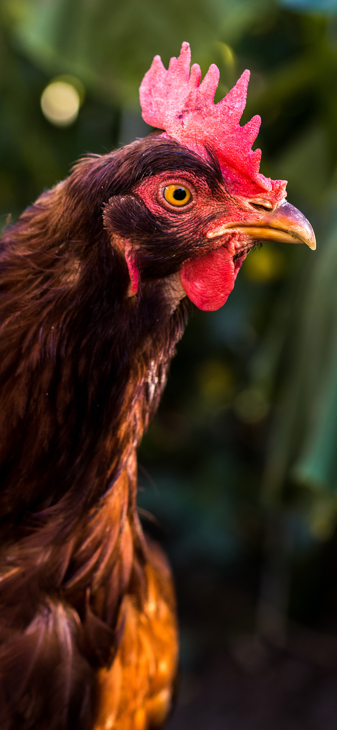 [2436×1125]公鸡 禽类 皮毛 鸡冠 苹果手机壁纸图片
