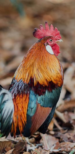 [2436x1125]公鸡 禽类 落叶 羽毛 苹果手机壁纸图片
