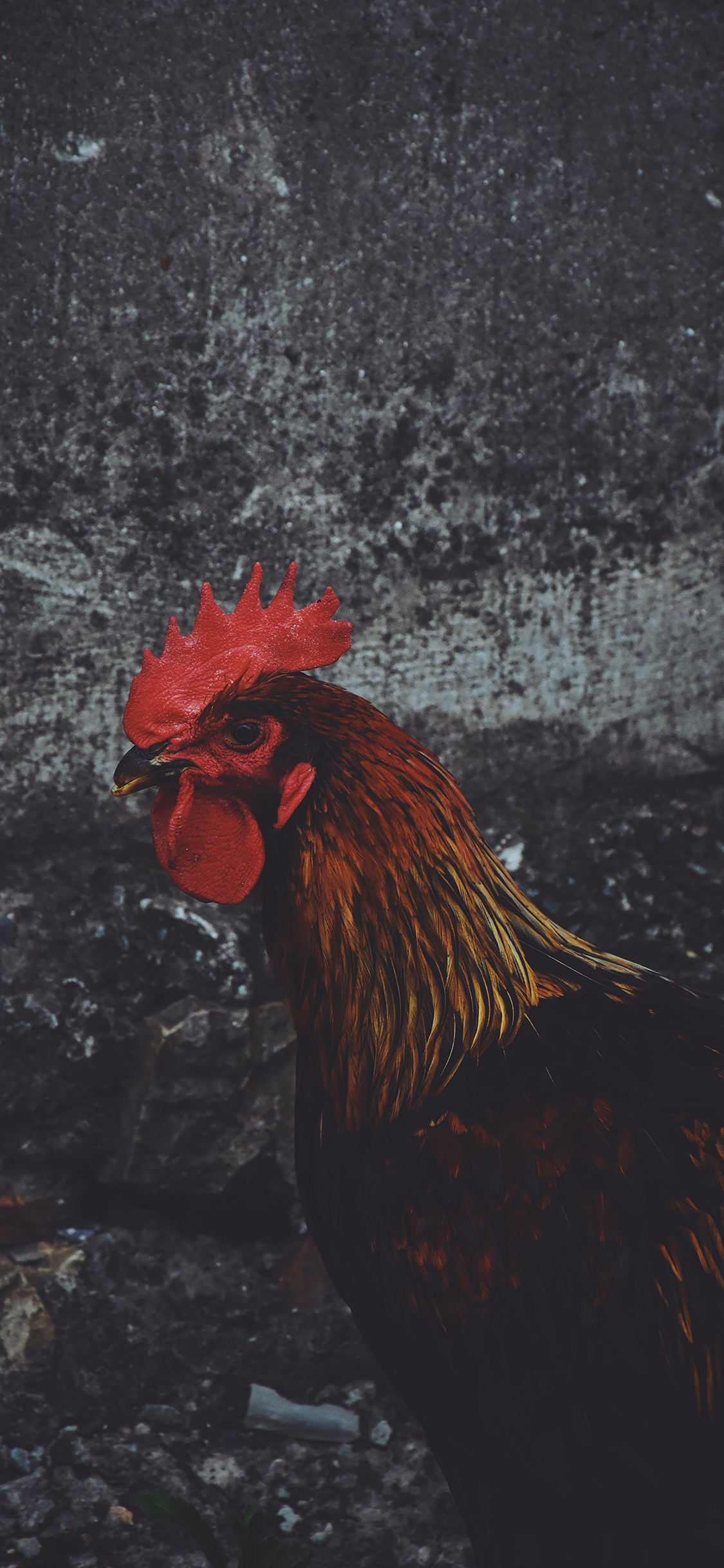 [2436×1125]公鸡 禽类 鸡冠 羽毛 苹果手机壁纸图片