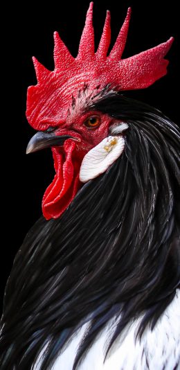 [2436x1125]公鸡 鸡冠 羽毛 严肃 苹果手机壁纸图片