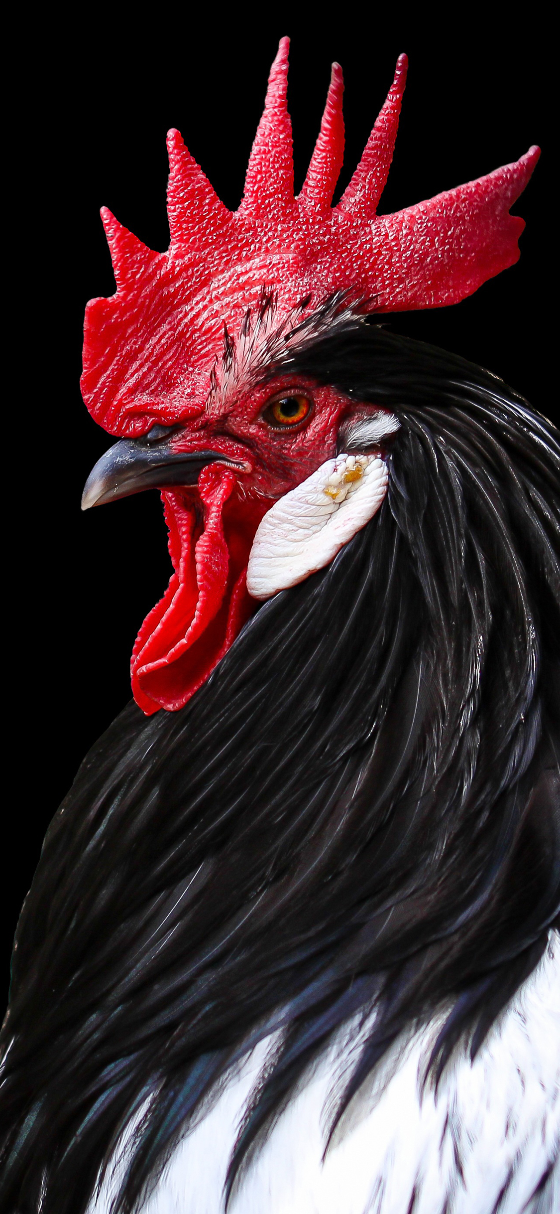 [2436×1125]公鸡 鸡冠 羽毛 严肃 苹果手机壁纸图片