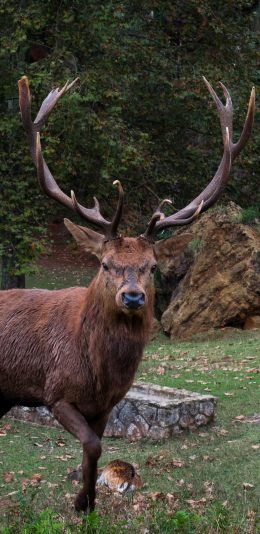 [2436x1125]公鹿 鹿角 野外 草地 苹果手机壁纸图片