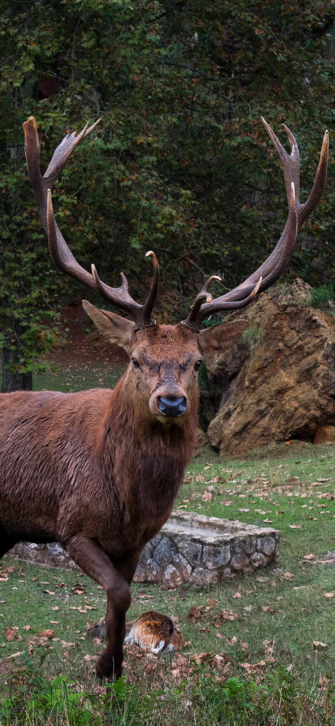 [2436×1125]公鹿 鹿角 野外 草地 苹果手机壁纸图片