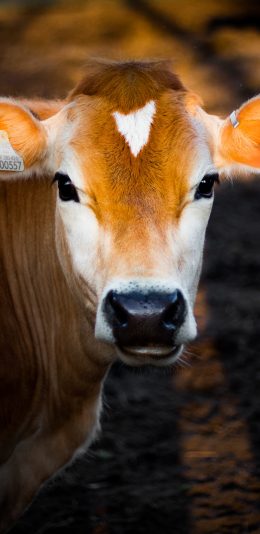 [2436x1125]养殖 牛 牲畜 黄牛 苹果手机壁纸图片