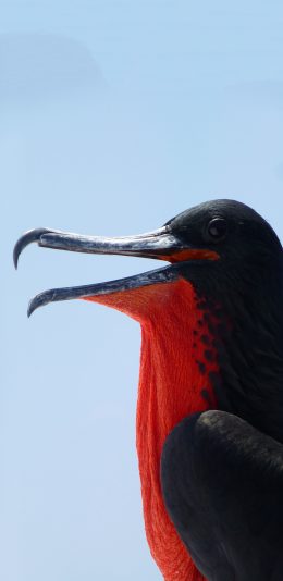 [2436x1125]军舰鸟 特写 喙 羽毛 苹果手机壁纸图片