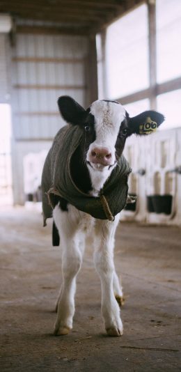 [2436x1125]农场 奶牛 幼崽 可爱 苹果手机壁纸图片