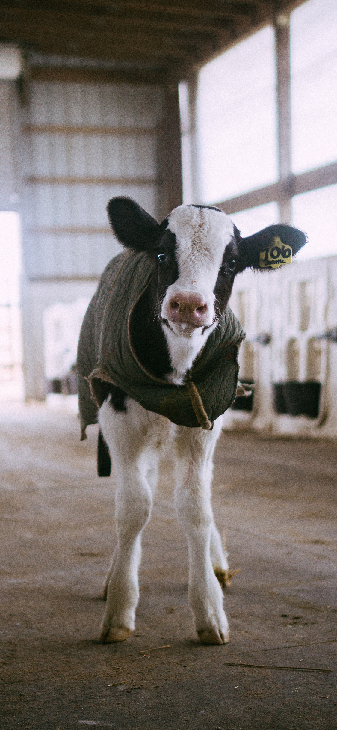 [2436×1125]农场 奶牛 幼崽 可爱 苹果手机壁纸图片