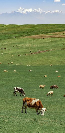 [2436x1125]农场 牛 羊 牲畜 畜牧 草原 苹果手机壁纸图片