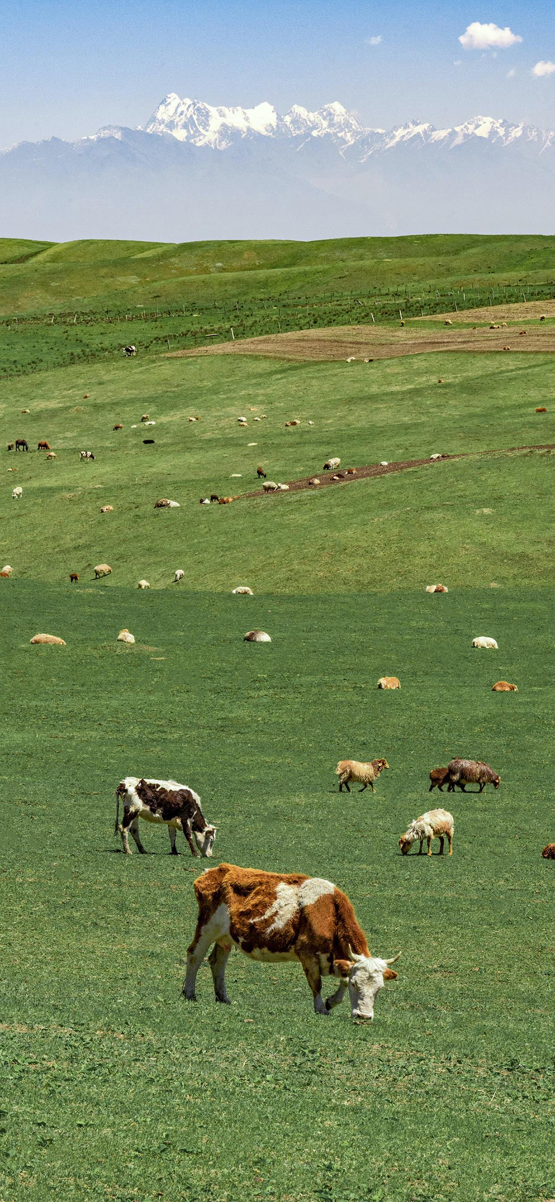 [2436×1125]农场 牛 羊 牲畜 畜牧 草原 苹果手机壁纸图片
