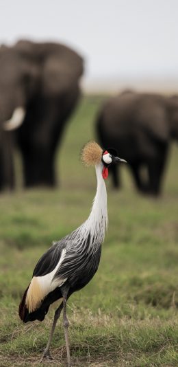 [2436x1125]冠鹤 草地 羽毛 鸟类 苹果手机壁纸图片
